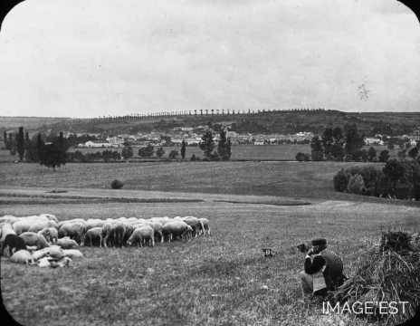Troupeau de moutons (Vaucouleurs)